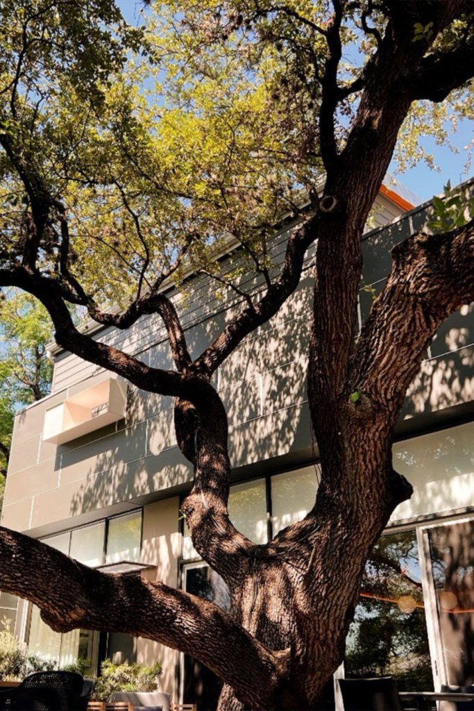 Lush Collective | Frame Hotel Treehouse, Austin