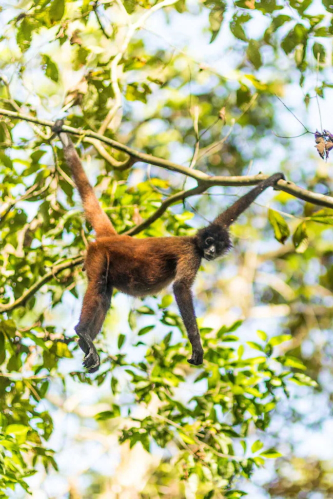 Lush Collective | Drake Bay Getaway Resort Monkey