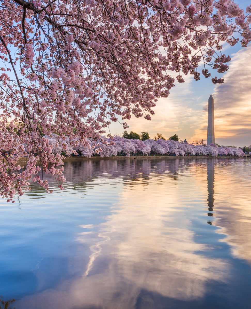 Lush Collective | 2025 National Cherry Blossom Festival: Your Ultimate Travel Guide to Washington, D.C.